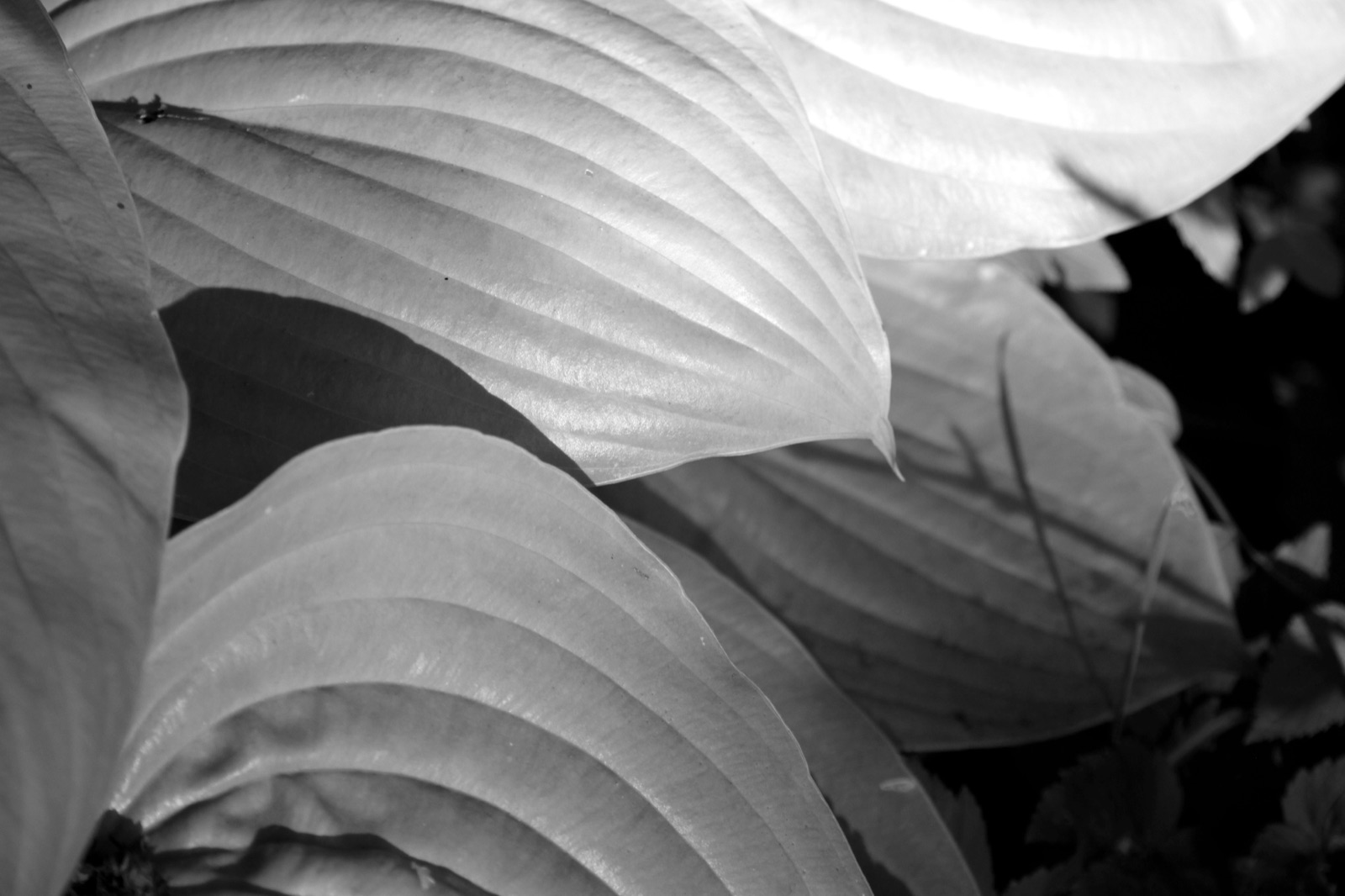 The same hosta leaves in black and white