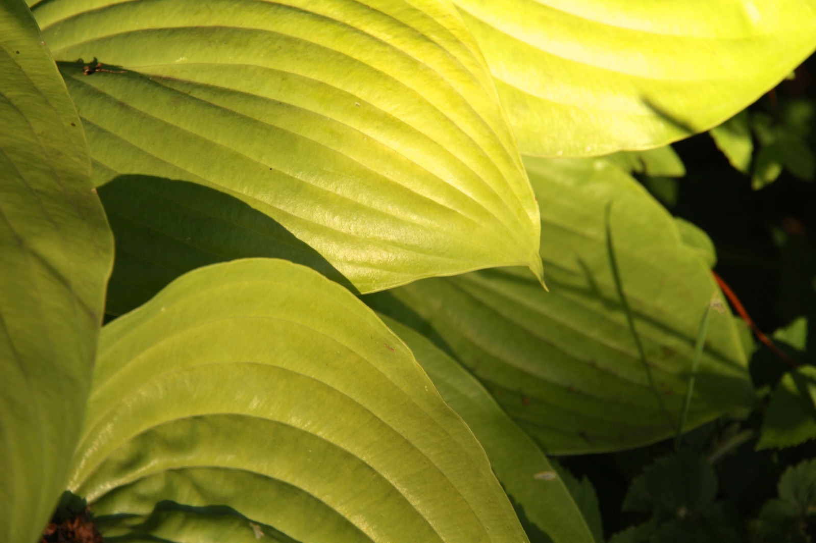 Sunlit hosta leaves in colour